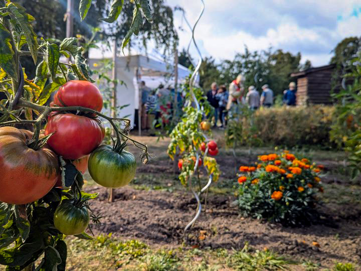 Tomatentag in der Ökostation – 800 Tomatenliebhaber*innen feiern die Königin der Sommerfrüchte