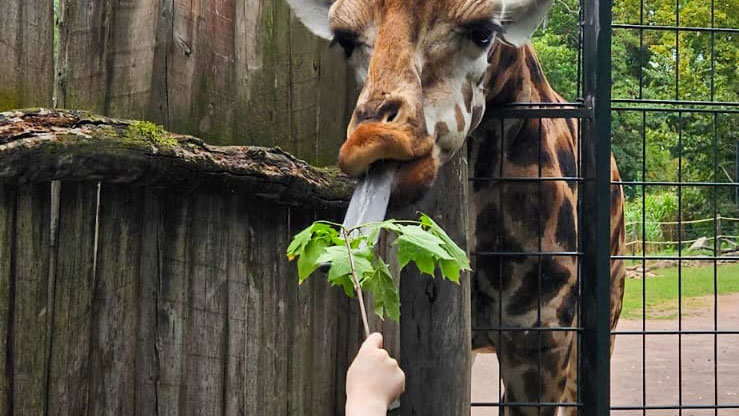 Elefant, Giraffe und Co. – Wir gehen in den Zoo!
